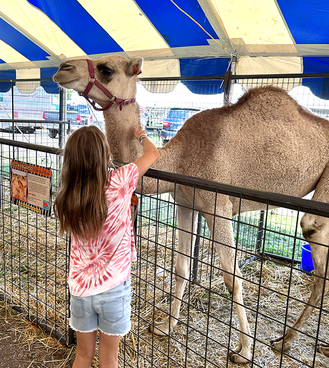 a girl pets a camel at the Carver County Fair exotic zoo