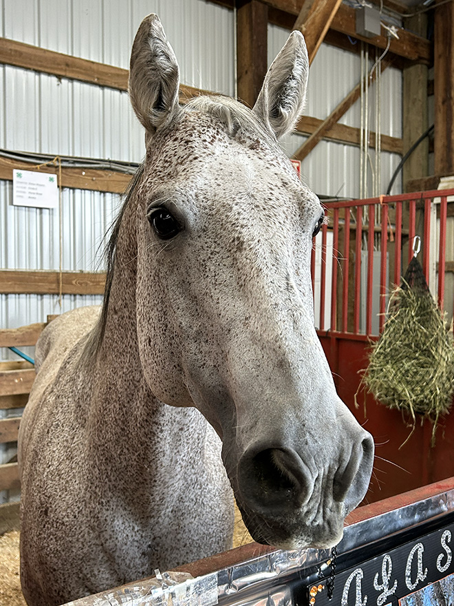 a brown horse waits in her stall at the Carver County Fair