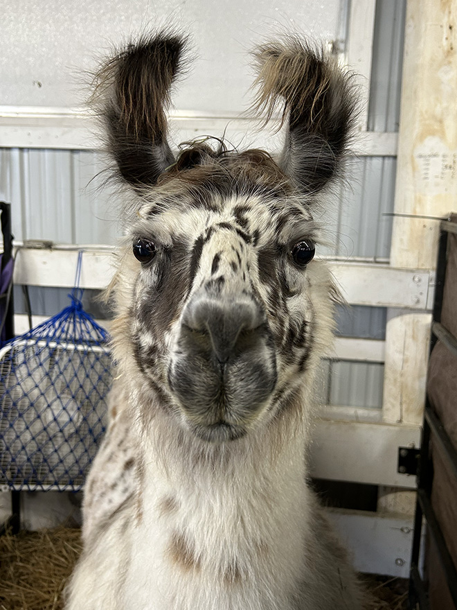 a llama in the Carver County Fair llama barn
