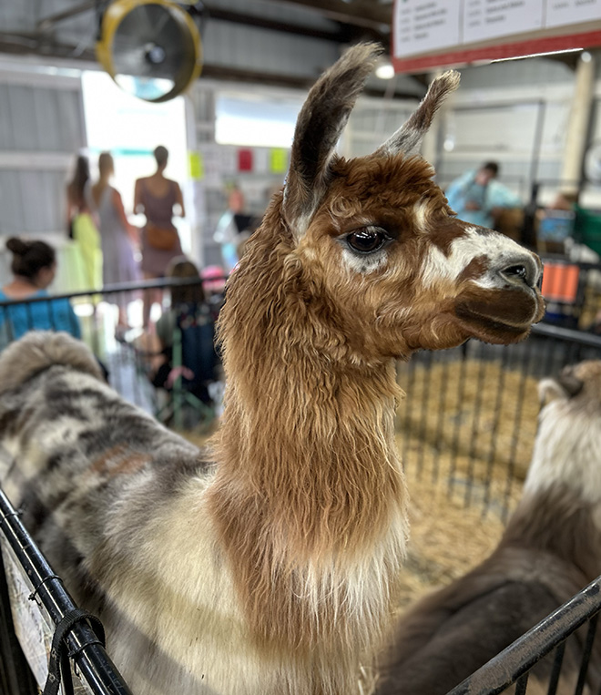 a llama in the llama barn at the Carver County Fair