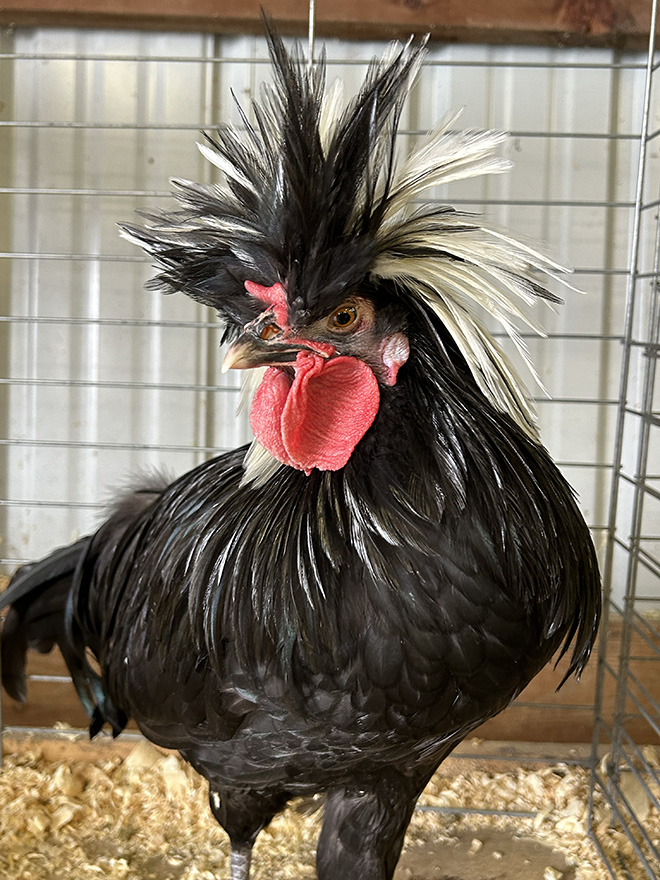 a chicken with crazy feathers at the Carver County Fair