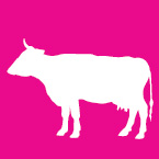 Dairy & Beef Cattle