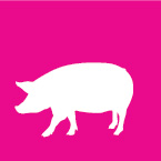 swine