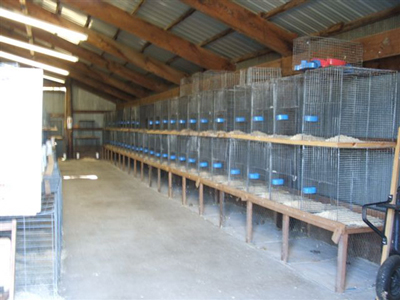 Carver County Fair Poultry Barn