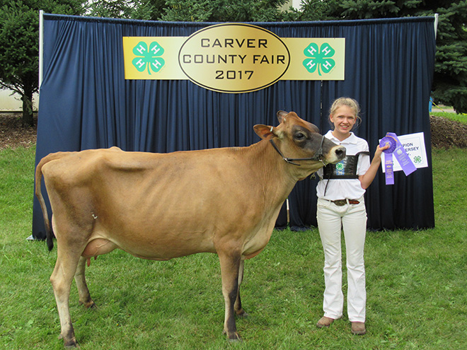a girl poses with her champion cow and ribbon at the Carver County Fair