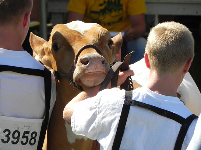 a boy holds up the head of his cow during judging at the Carver County Fair