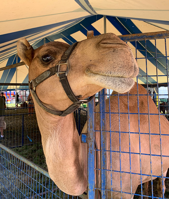 A camel wearing a halter in the Exotic Zoo at the Carver County Fair