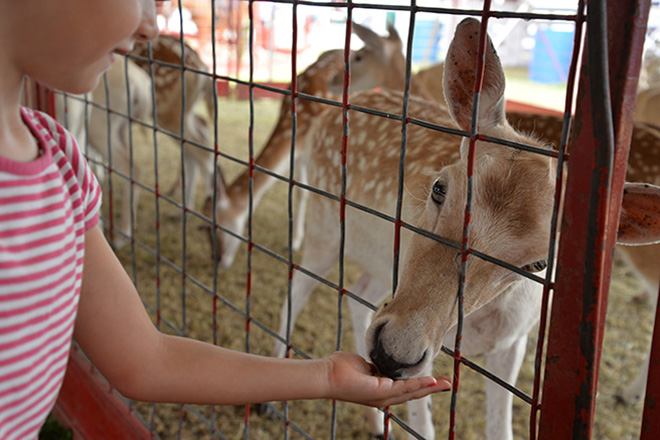 a girl feeds a deer at the Carver County Fair exotic zoo