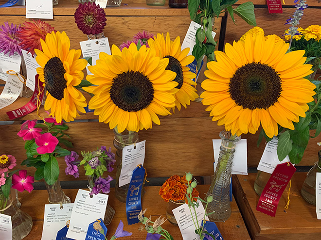 sunflowers and other flowers exhibited at the Carver County Fair