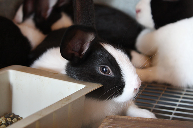 a black and white baby rabbit