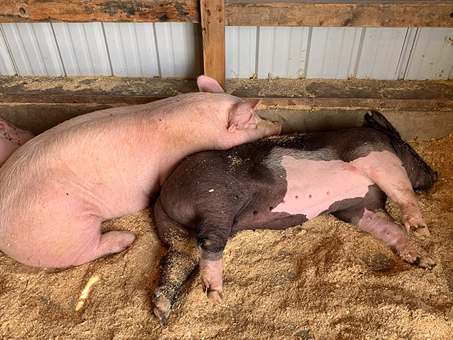two pigs sleeping in their stalls at the Carver County Fair