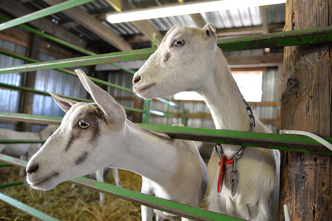 two white goats stick their heads out of the gate of their pen at the Carver County Fair