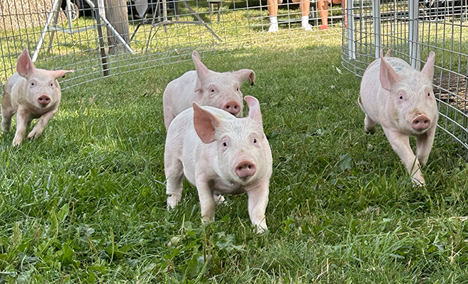 pigs racing at the Carver County Fair