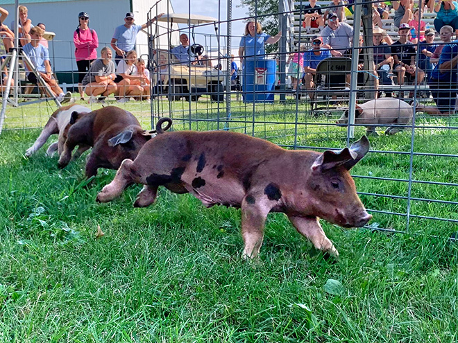 spotted pig running in the grass - pig racing at the Carver County Fair