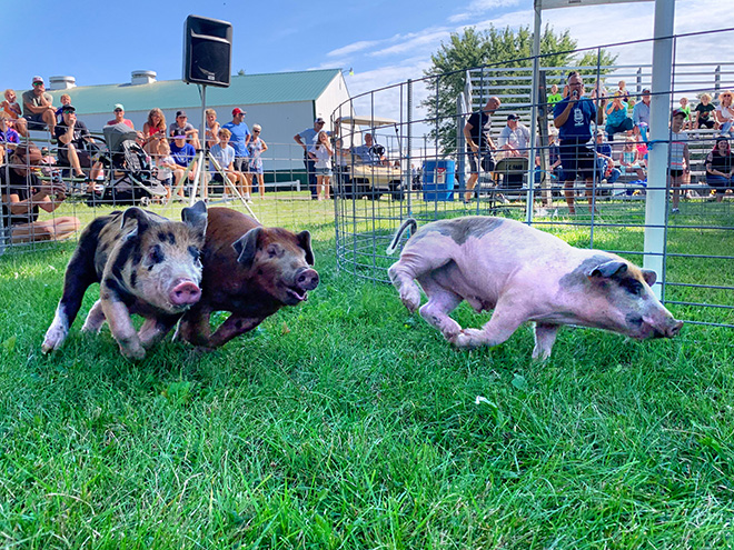 three pigs racing at the Carver County Fair