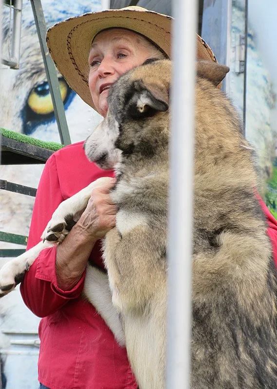 a wolf standing on its hind legs with its front legs on his human caretaker's arm