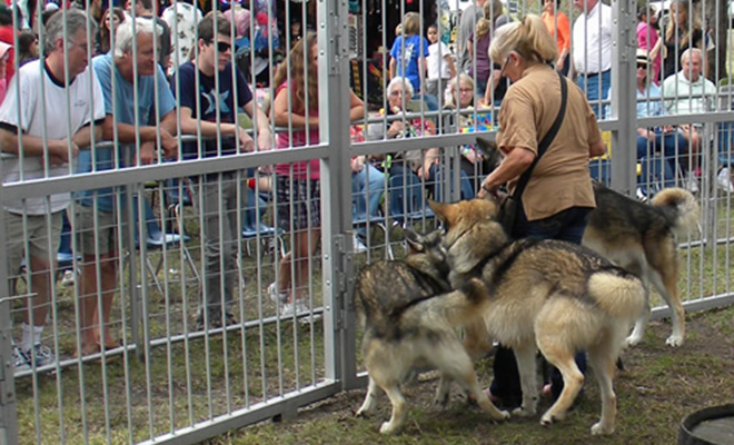a woman inside a pen surrounded by at least three wolves